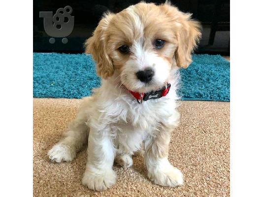 Πωλούνται πολύ όμορφα κουτάβια F1 Cavachon